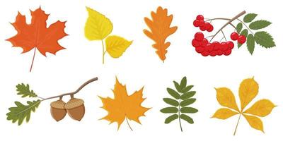 conjunto de folhas de outono brilhantes e bagas em um fundo branco. ilustração em vetor de folhas de árvore, Rowan, bolotas.