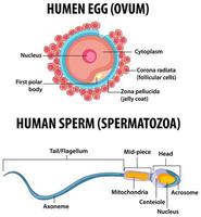 óvulo humano e espermatozóide humano infográfico de educação em saúde vetor