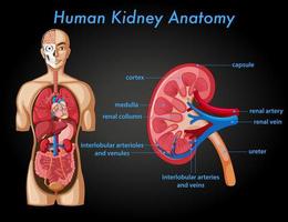 pôster informativo da anatomia do rim humano vetor