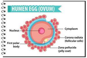 ovo humano ou estrutura de óvulo para infográfico de educação em saúde vetor