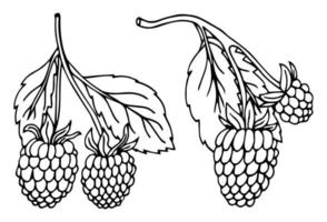 esboço desenhado à mão preto e branco de framboesa, folha, planta de baga. ilustração vetorial. elementos em rótulo de estilo gráfico, cartão, adesivo, menu, pacote. ilustração de estilo gravado. vetor