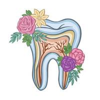 flora oral colorida, dente, vetor