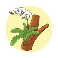 planta de orquídea desenhada de mão vetor