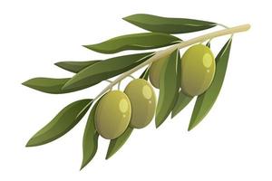 ramo de oliveira com folhas verdes. ilustração isolada do vetor dos desenhos animados