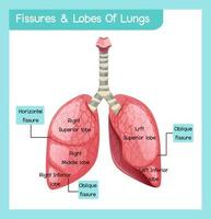 infográfico de fissuras e lóbulos de pulmões vetor