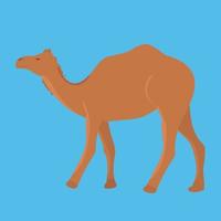 único camelo selvagem isolado no fundo azul. ilustração vetorial. vetor