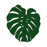 folhas tropicais de monstera vetor