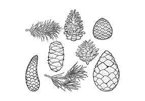 Pine Cones & Folha Vector