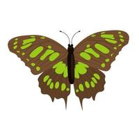 única borboleta colorida isolada no fundo branco. inseto tropical exótico com asas brilhantes e antenas. vetor