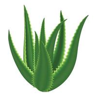 ícone de planta de aloe, estilo cartoon vetor