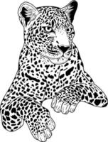 jaguar desenhado à mão para vetor