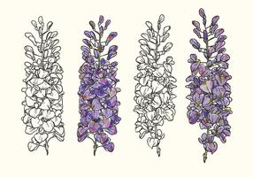 Ilustração tirada mão Wisteria Vector Flower