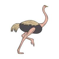 ilustração vetorial de rabiscos desenhados à mão de avestruz vetor