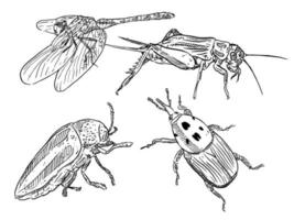 conjunto de esboço e inseto desenhado à mão e besouro gafanhoto libélula vetor