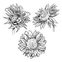 conjunto de esboço e elemento desenhado à mão conjunto de coleção de flores de girassol vetor