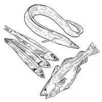 conjunto de esboço e elementos de frutos do mar desenhados à mão enguia de bacalhau e anchova vetor