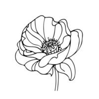 ilustração em vetor de uma linda flor de papoula no estilo doodle. arte Nova. flores da primavera. para adesivos, cartazes, cartões postais, elementos de design