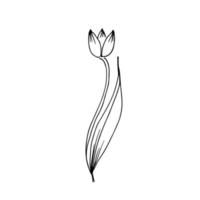 flor de contorno tulipa. esboço de doodle desenhado de mão preta. ilustração em vetor preto isolada no branco. arte de linha.