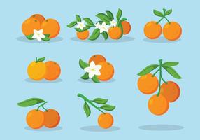 Clementine, fruta, vetorial vetor