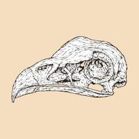 ilustração em vetor cabeça de caveira de pássaro secretário