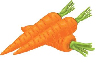 cenoura. imagem de uma cenoura madura. vegetal vitamínico. comida orgânica. cenouras alaranjadas. ilustração vetorial isolada em um fundo branco vetor