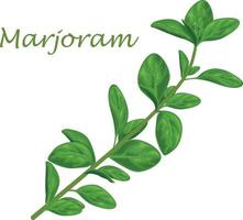 Manjerona. folhas verdes de manjerona e um raminho de manjerona. uma erva medicinal picante para temperar. ilustração vetorial isolada em um fundo branco vetor