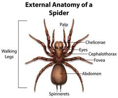 anatomia externa de uma aranha em fundo branco vetor