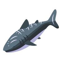 vetor isométrico do ícone do tubarão-baleia do aquário. Espécies marinhas