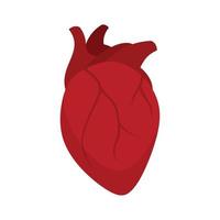 músculo coração humano ícone plana vetor isolado