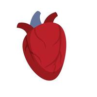 ícone do coração humano cardíaco vetor plano isolado