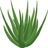 babosa. imagem de uma planta verde de aloe vera. planta medicinal como um produto de cuidado da pele. ilustração vetorial de um ícone plano de desenho animado isolado em um fundo branco vetor