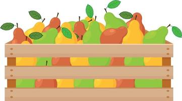uma ilustração de verão brilhante representando uma caixa de madeira com peras maduras de cores verdes, vermelhas e amarelas. a colheita colhida de peras suculentas em uma caixa de madeira. ilustração vetorial vetor