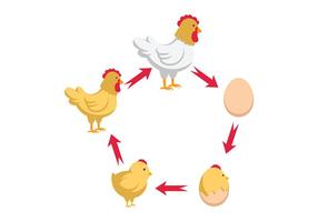 Vetor do ciclo de vida da galinha