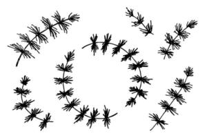 ramos de abeto desenhados à mão. galho de conjunto de doodle de árvore conífera. elementos de design de natal e inverno vetor