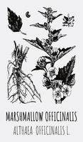 desenhos vetoriais de althea. mão desenhada ilustração. nome latino althaea officinalis l. vetor