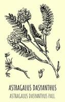 desenhos vetoriais de astrágalo. mão desenhada ilustração. nome latino astragalus dasyanthus. vetor