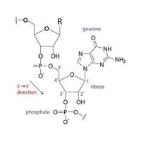 sinal de estrutura química de rna isolado no fundo branco vetor