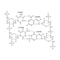 estrutura química do dna isolada no fundo branco vetor