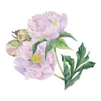 arranjo de buquê em aquarela com delicadas flores de peônia rosa desenhadas à mão, brotos e folhas. isolado no fundo branco. para convites, casamento, amor ou cartões, papel, impressão, têxtil vetor