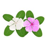 ilustração em vetor de pervincas de madagascar ou catharanthus roseus, flor rosa em flor, isolada no fundo branco.