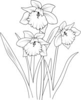 flores de flor de narciso e ilustração vetorial de ramo. ilustração vetorial de desenho à mão para o livro de colorir ou página de arte de tinta gravada em preto e branco, para crianças ou adultos. vetor