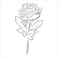 uma ilustração com uma flor de peônia isolada em um fundo branco. ilustração vetorial. silhueta negra. ilustração em vetor realista de uma peônia. ilustração vetorial desenhada à mão