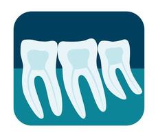 raio-x de dentes humanos. três molares saudáveis em um raio-x. ilustração vetorial. vetor