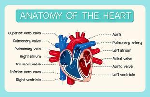 cartaz de informações do diagrama do coração humano vetor