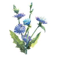 ramo de chicória em aquarela com flores, conhecido como cichorium, margarida azul, dente de leão azul. ilustração de pintura desenhada à mão em aquarela isolada no fundo branco. vetor