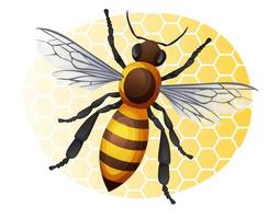 abelha de mel em um fundo amarelo. ilustração de inseto listrado isolada no fundo branco. etiqueta, impressão, logotipo vetor