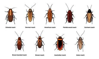 conjunto de baratas, baratas de insetos e ícones de espécies de insetos vetor