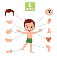 conceito dos cinco sentidos com órgãos humanos