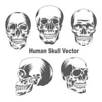 ilustração vetorial de crânio humano vetor