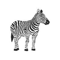 zebra plana ícone em tons de cinza vetor